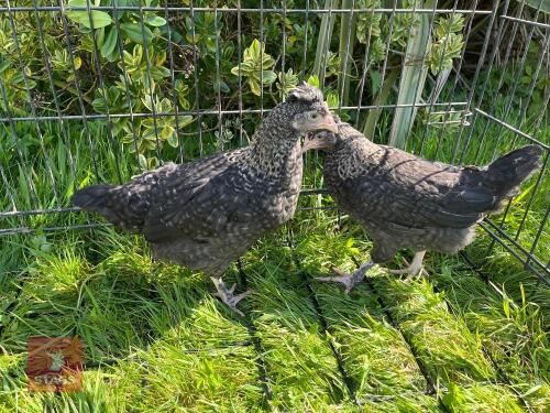 2 COPPER MARAN HENS & 1 BANTAM COCKERELL - BIDS PER LIFE