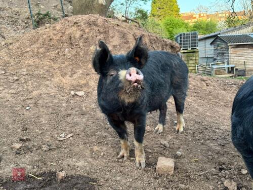 24MO BERKSHIRE SOW