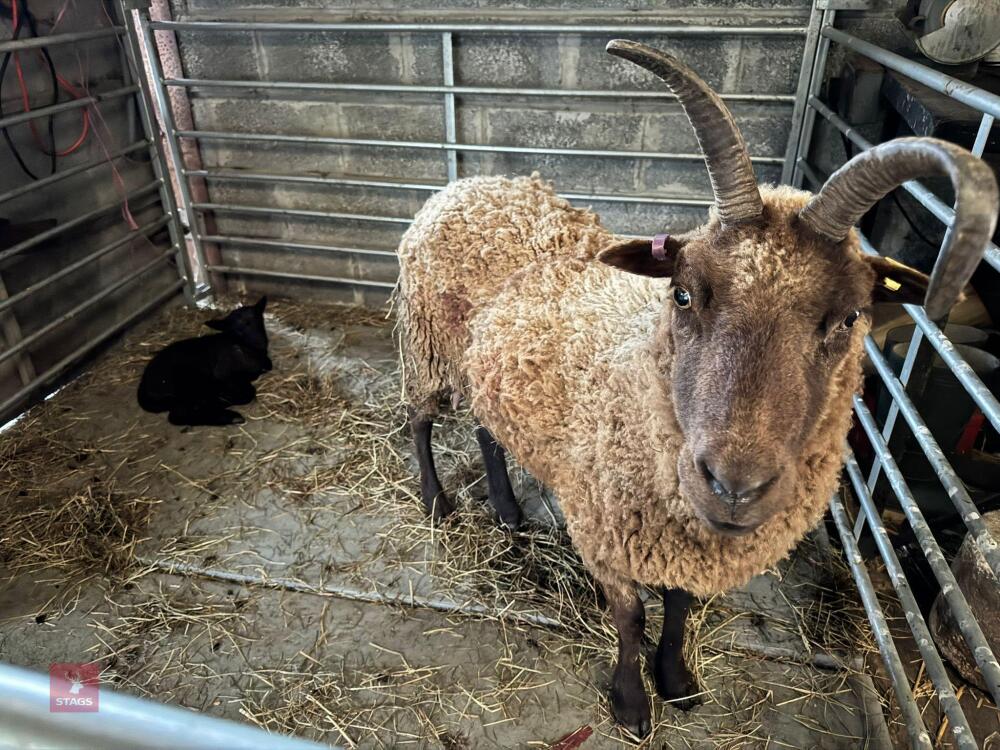 MANX LOAGHTAN EWE & LAMB - BIDS FOR THE GROUP
