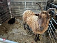 MANX LOAGHTAN EWE & LAMB - BIDS FOR THE GROUP
