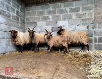 3 MANX EWES & 5 LAMBS - BIDS PER LIFE