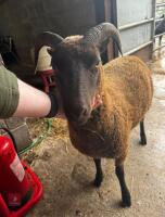 3 MANX EWES & 5 LAMBS - BIDS PER LIFE - 2