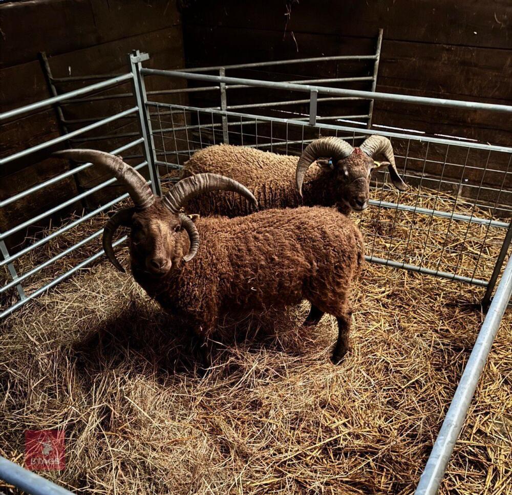 PEDIGREE 4 HORN MANX LOAGHTAN RAM