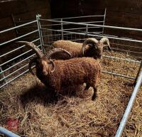 PEDIGREE 4 HORN MANX LOAGHTAN RAM