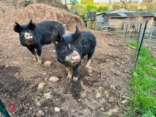 22MO BERKSHIRE BREEDING BOAR