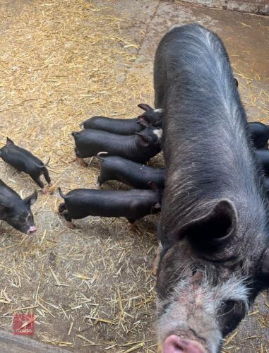 22MO PEDIGREE BERKSHIRE SOW & 7 PIGLETS- BIDS FOR THE GROUP