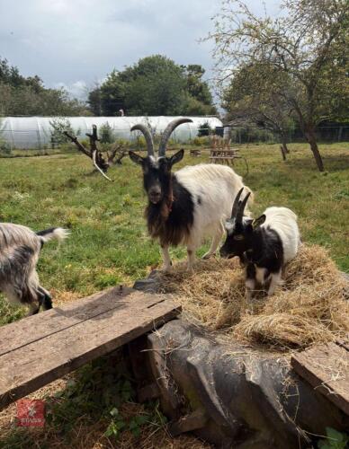 4 BAGOT GOATS - BIDS PER LIFE