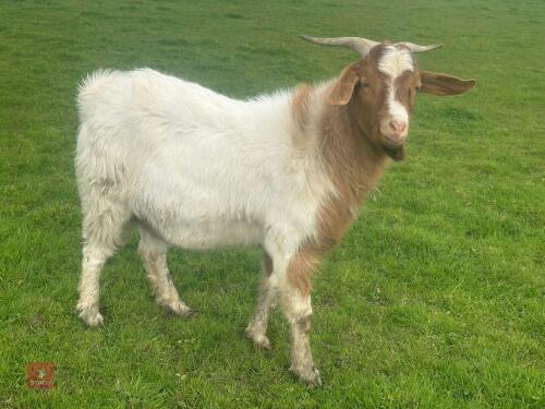 2YO BOER BILLY GOAT