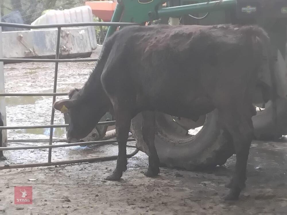 4 X 11MO & 12MO WAYGU STEERS - BIDS PER LIFE