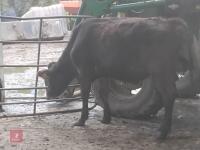 4 X 11MO & 12MO WAYGU STEERS - BIDS PER LIFE