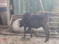 4 X 11MO & 12MO WAYGU STEERS - BIDS PER LIFE - 2