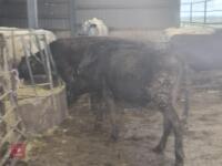 4 X 11MO & 12MO WAYGU STEERS - BIDS PER LIFE - 3