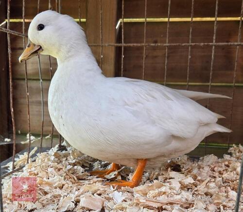 PAIR OF CALL DUCKS - BIDS PER LFE