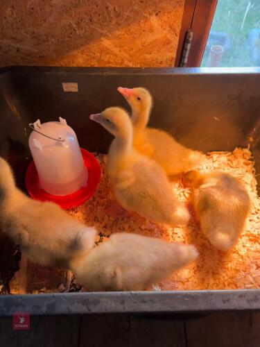 5 X 4WK EMDEN GOSLINGS - BIDS FOR THE GROUP