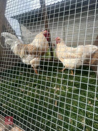 PAIR OF BUFFLACED WYANDOTTES - BIDS PER LIFE