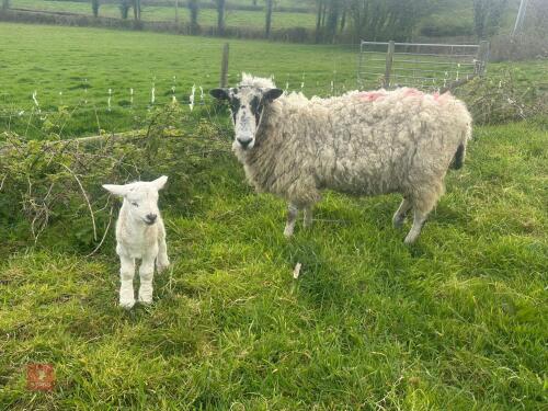 MULE 6T EWE & TEXEL WETHER LAMB - BIDS PER LIFE