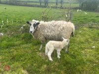 MULE 6T EWE & TEXEL WETHER LAMB - BIDS PER LIFE - 2