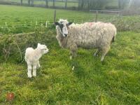 MULE 6T EWE & TEXEL WETHER LAMB - BIDS PER LIFE - 3