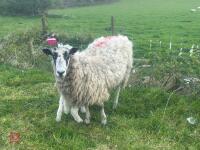 MULE 6T EWE & TEXEL WETHER LAMB - BIDS PER LIFE - 4