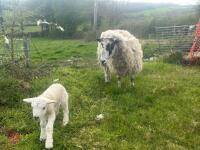 MULE 6T EWE & TEXEL WETHER LAMB - BIDS PER LIFE - 5