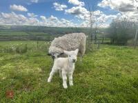 MULE 6T EWE & TEXEL WETHER LAMB - BIDS PER LIFE - 6