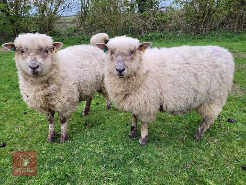 5 POLL DORSET X EWE HOGGS - BIDS PER LIFE