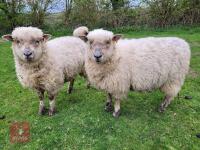 5 POLL DORSET X EWE HOGGS - BIDS PER LIFE