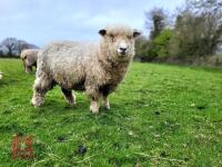 5 POLL DORSET X EWE HOGGS - BIDS PER LIFE - 2