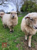 5 POLL DORSET X EWE HOGGS - BIDS PER LIFE - 3