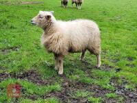 5 POLL DORSET X EWE HOGGS - BIDS PER LIFE - 4