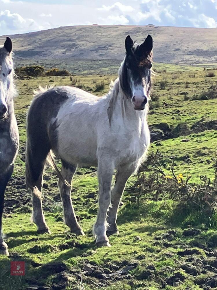 34MO APPALOOSA X IRISH DRAFT X COB FILLY