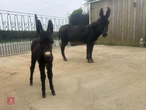 10YO JENNY DONKEY & 1MO JENNY FOAL - BIDS PER LIFE