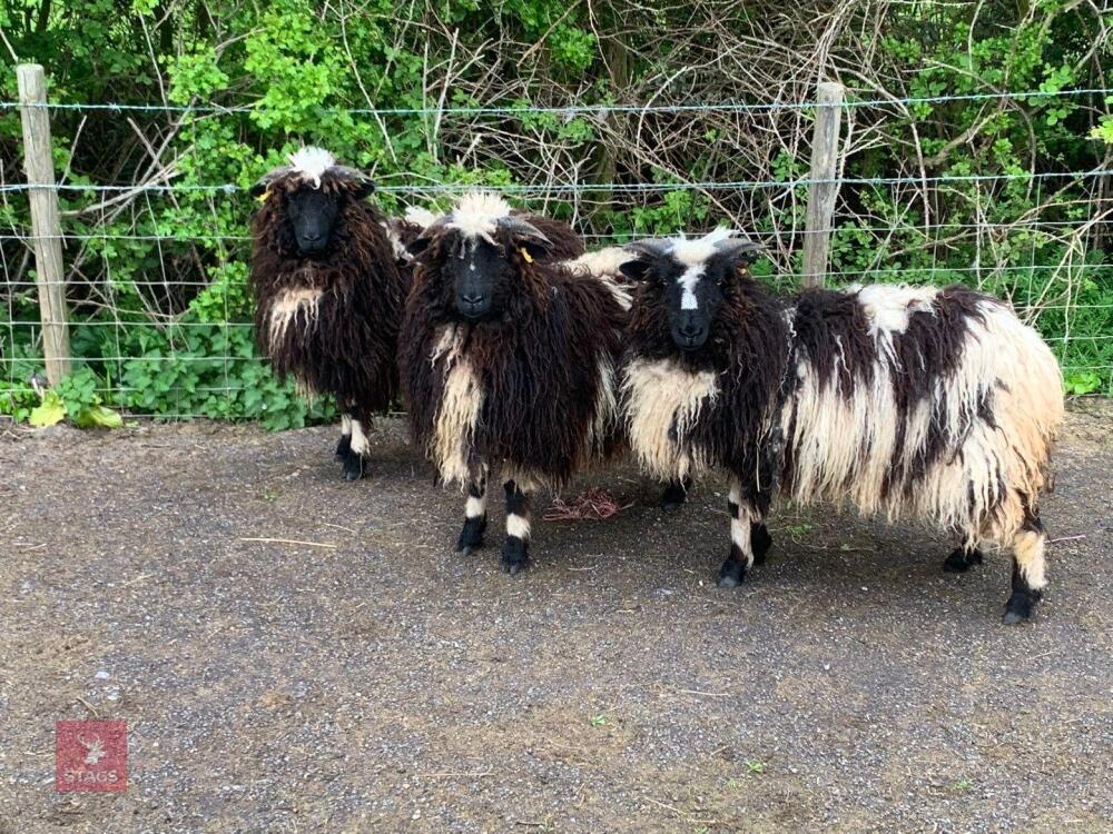 3 VALAIS BLACKNOSE X EWE HOGGS - BIDS PER LIFE