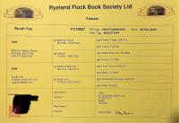 3 PEDIGREE COLOURED RYELAND YEARLING EWES - BIDS PER LIFE - 6