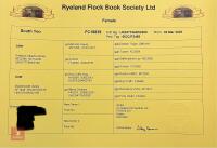 3 PEDIGREE COLOURED RYELAND YEARLING EWES - BIDS PER LIFE - 7