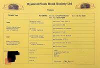3 PEDIGREE COLOURED RYELAND YEARLING EWES - BIDS PER LIFE - 8