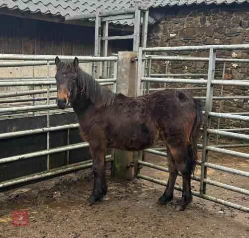 DARTMOOR HILL PONY COLT