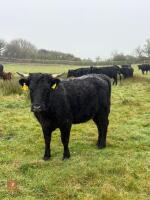 5 DEXTER HEIFERS - BIDS PER LIFE