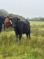 5 DEXTER HEIFERS - BIDS PER LIFE - 2