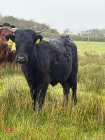 5 DEXTER HEIFERS - BIDS PER LIFE - 3