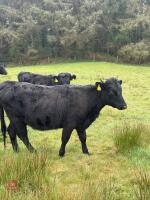 5 DEXTER HEIFERS - BIDS PER LIFE - 4