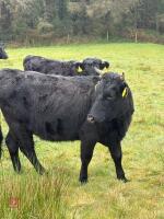 5 DEXTER HEIFERS - BIDS PER LIFE - 5