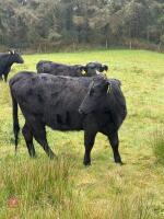 5 DEXTER HEIFERS - BIDS PER LIFE - 6