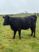 5 DEXTER HEIFERS - BIDS PER LIFE - 7