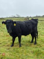5 DEXTER HEIFERS - BIDS PER LIFE - 8