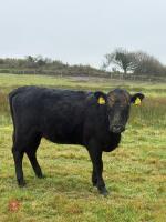 5 DEXTER HEIFERS - BIDS PER LIFE - 9