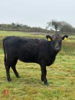5 DEXTER HEIFERS - BIDS PER LIFE - 10