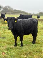 5 DEXTER HEIFERS - BIDS PER LIFE - 11