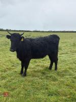 5 DEXTER HEIFERS - BIDS PER LIFE - 12