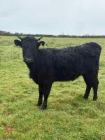 5 DEXTER HEIFERS - BIDS PER LIFE - 13